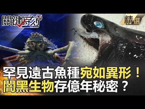 關鍵時刻精選│罕見遠古魚種宛如異形！闇黑生物存億年秘密？-陳耀寬 馬西屏 黃創夏 朱學恒 李奇嶽