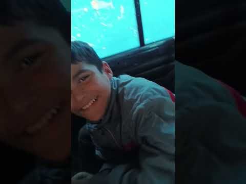 барои зинокоро