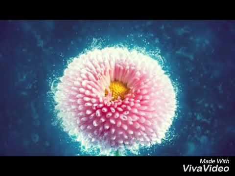 Хочи Мирзо дар бораи зино гушкнен зинокоро